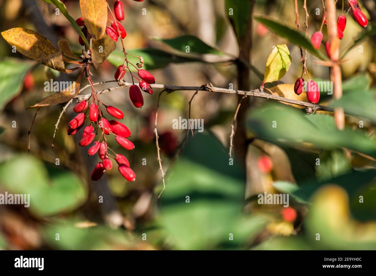 Barberry fruit. Common barberry (Berberis vulgaris) Stock Photo