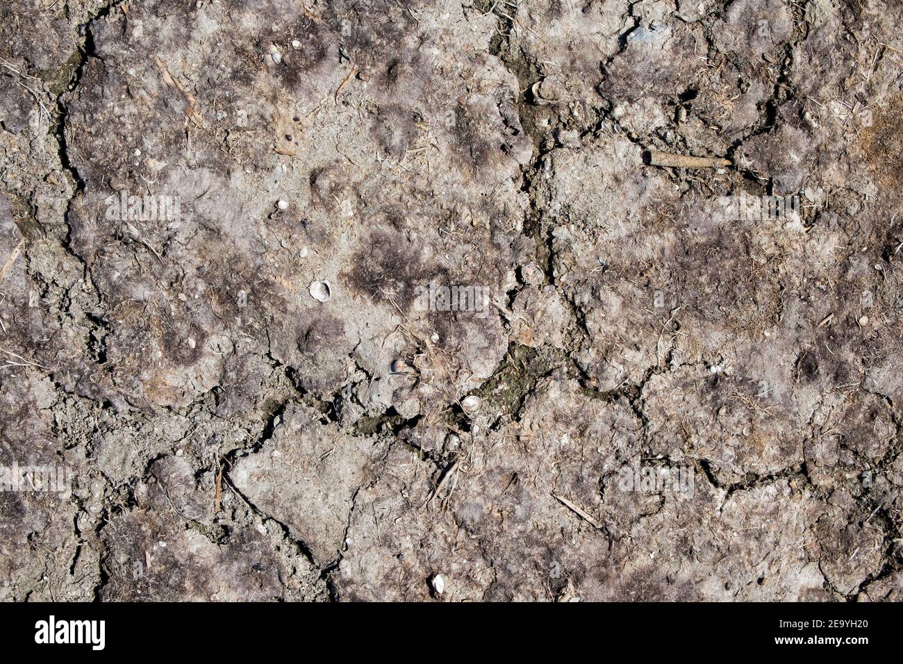 Burnt out cracked earth. Dry swamp Stock Photo