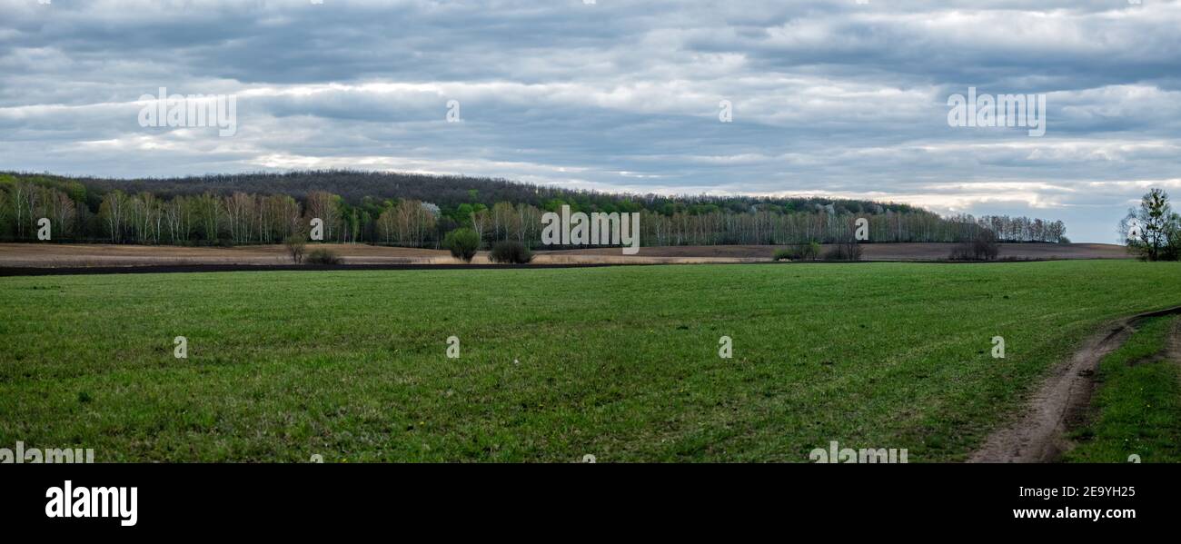 Country landscape. Green field against the background of the spring forest. Ahead of a Thunderstorm Stock Photo