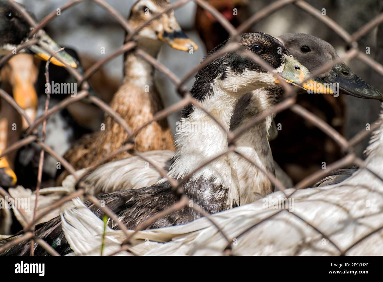 Domestic duck peeks out from behind a wire mesh fencing Stock Photo