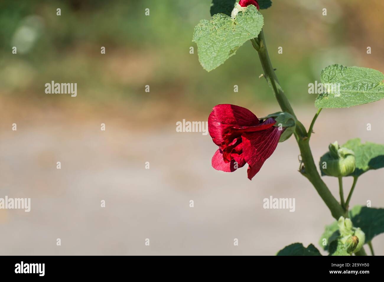 Red hollyhock flower (Alcea rosea) Stock Photo