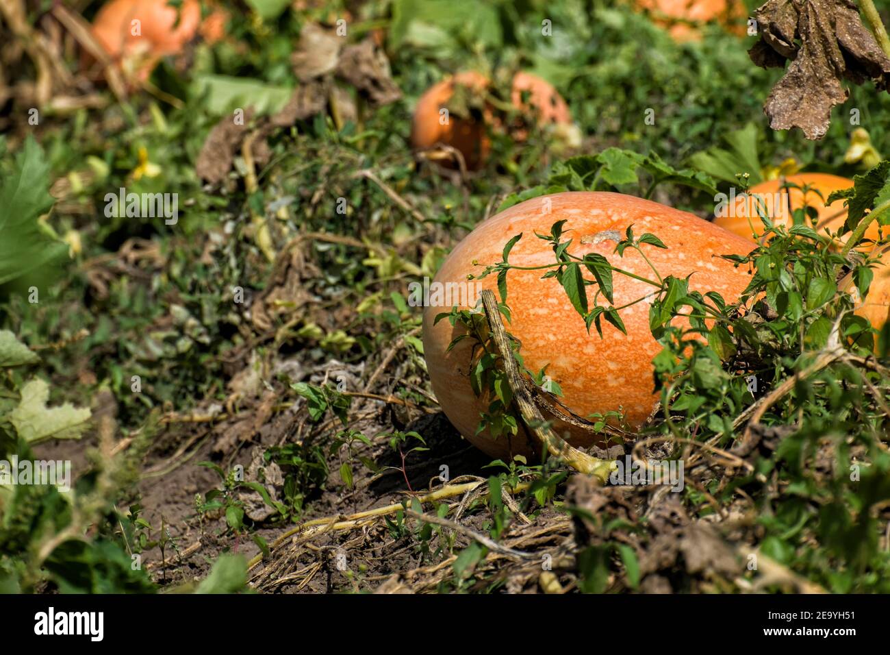 Ripe pumpkin on the plantation. Gourds Stock Photo