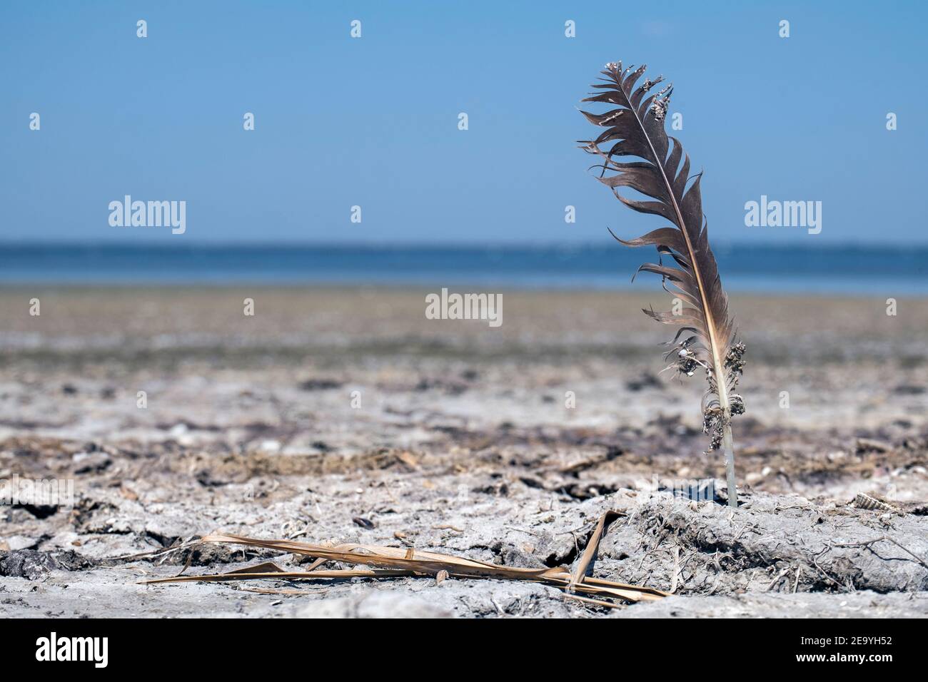 Seagull feather sticks in the ground on the shore of a salt lake Stock Photo