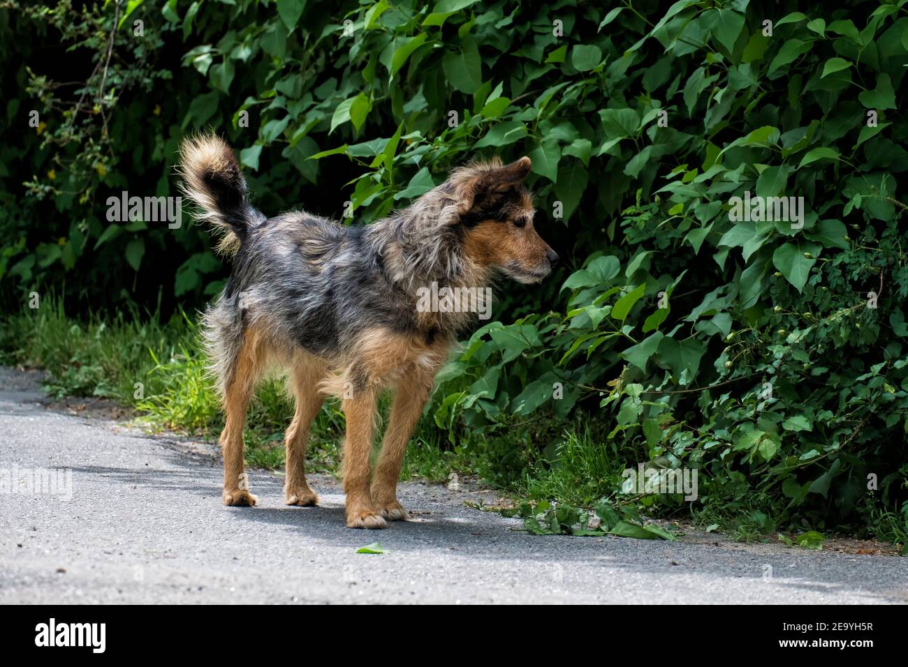 Shaggy stray dog saw something in the bushes Stock Photo