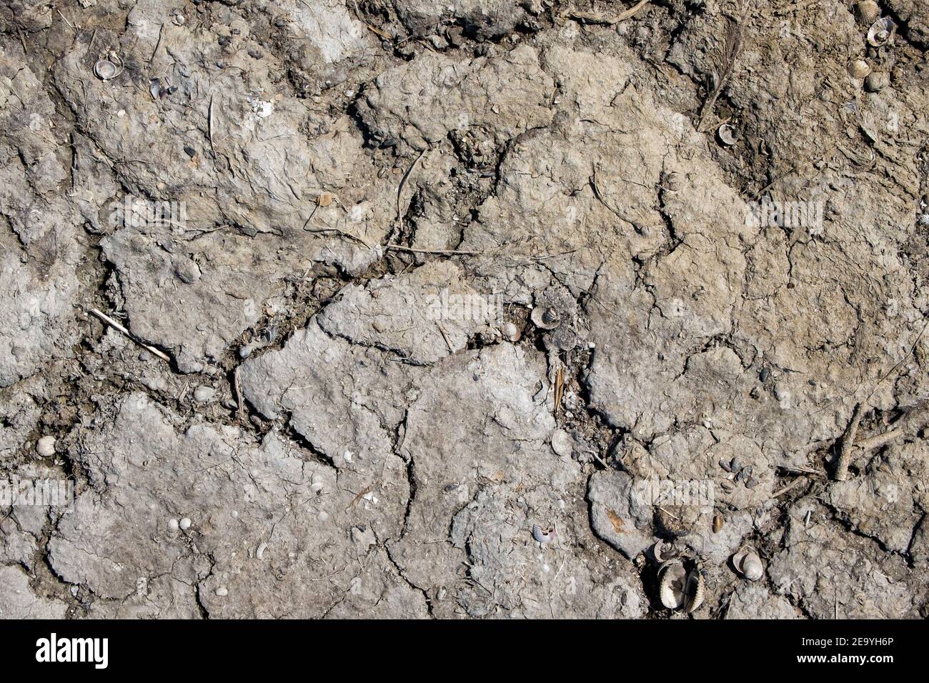 Surface of cracked dry soil with a high salt content Stock Photo