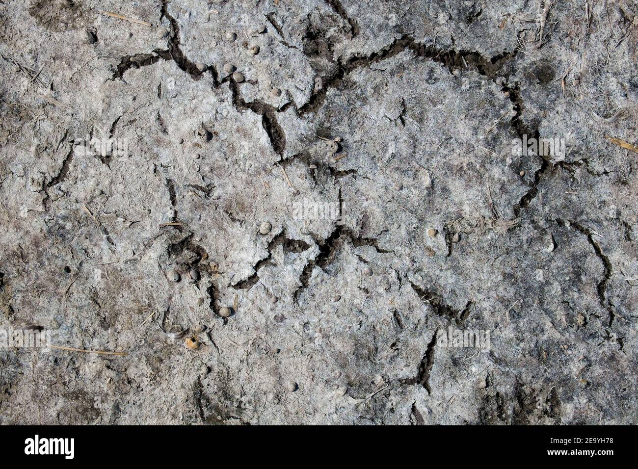 Texture of dry cracked earth with small seashells Stock Photo