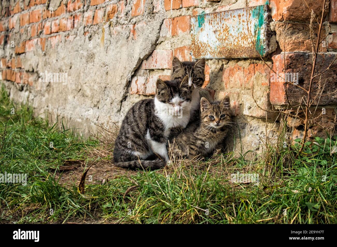 Three small stray kittens are tightly huddled together Stock Photo