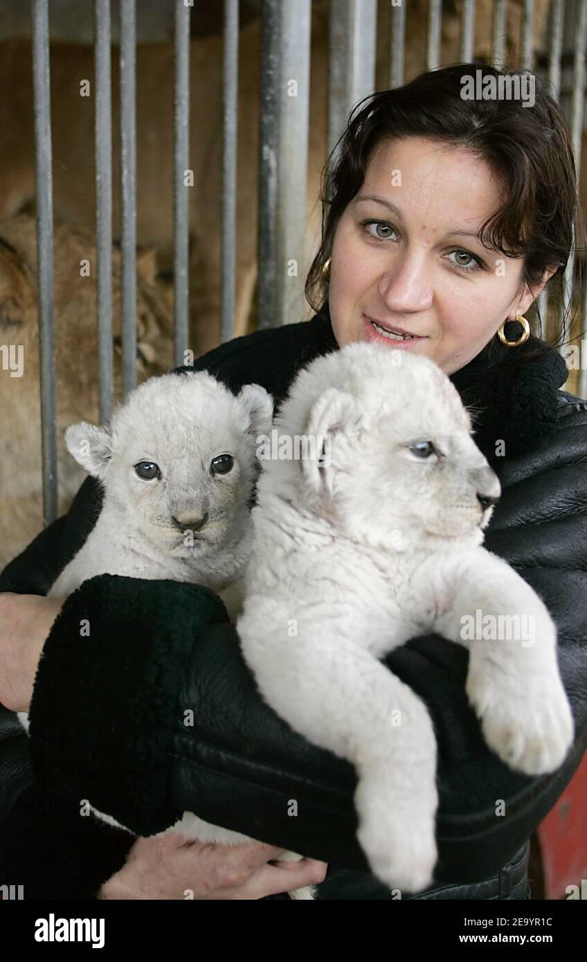 EXCLUSIVE. Lion-tamer Didier Prein's wife Anika poses with 'Empereur' and  'Baron', two white lion cubs born 20 days ago from Kenyan lions 'Siam' and  'Islam', at Circus Prein, in Agen, southwestern France,