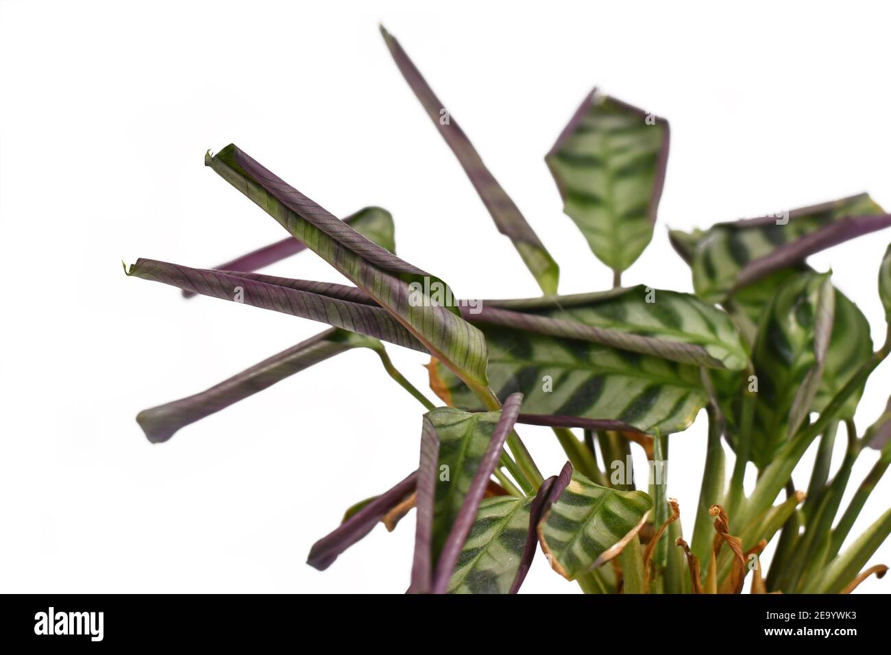 Thirsty 'Ctenanthe Burle Marxii' house plant with rolled up and crispy leaves on white background Stock Photo