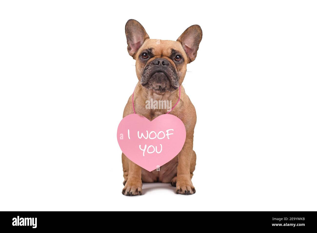 Cute French Bulldog dog wearing Valentine's Day heart with text 'I woof you' around neck isolated on white background Stock Photo