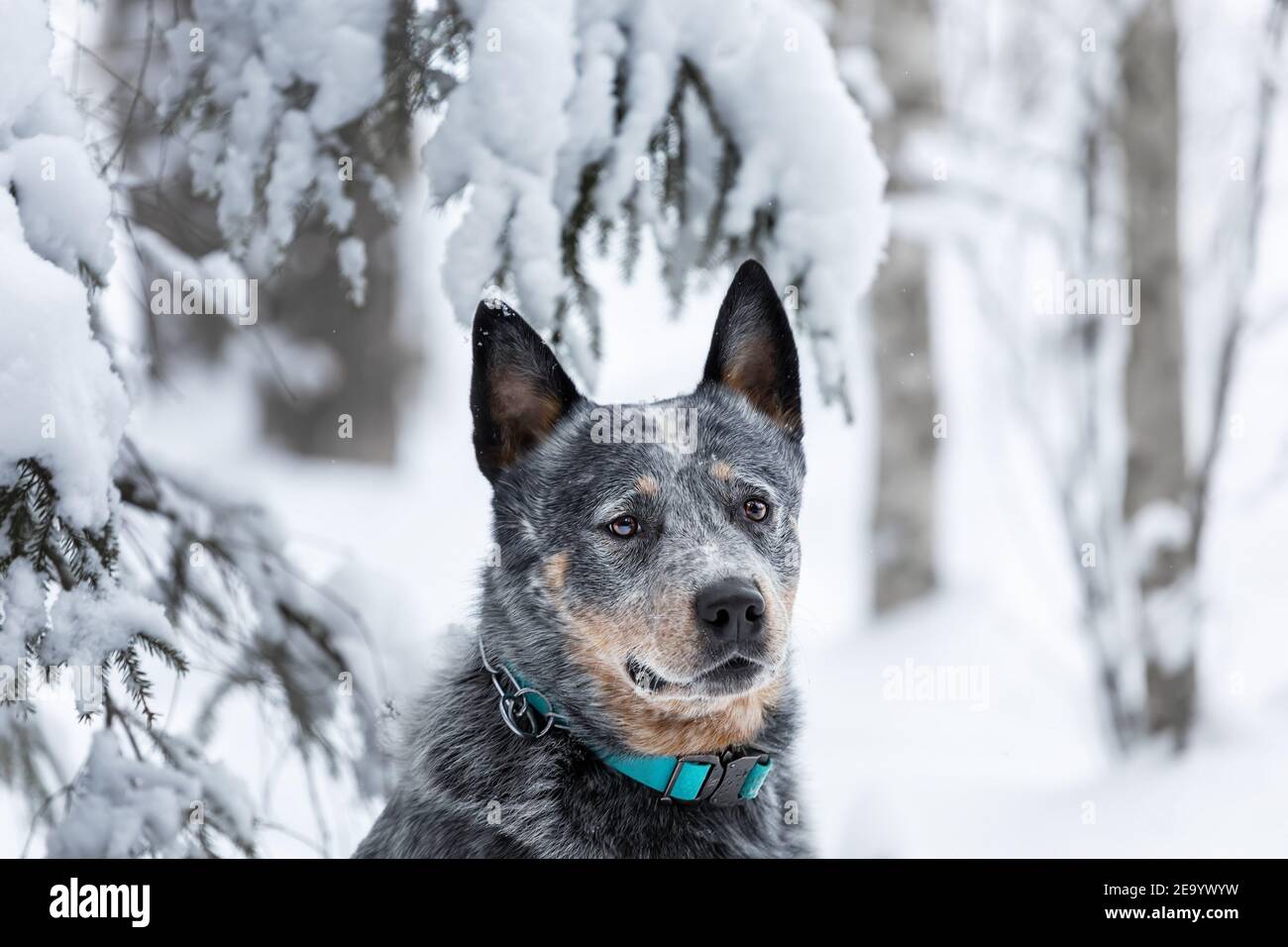 Close up portrait of young australian cattle dog or blue heeler at winter forest with snow. Stock Photo