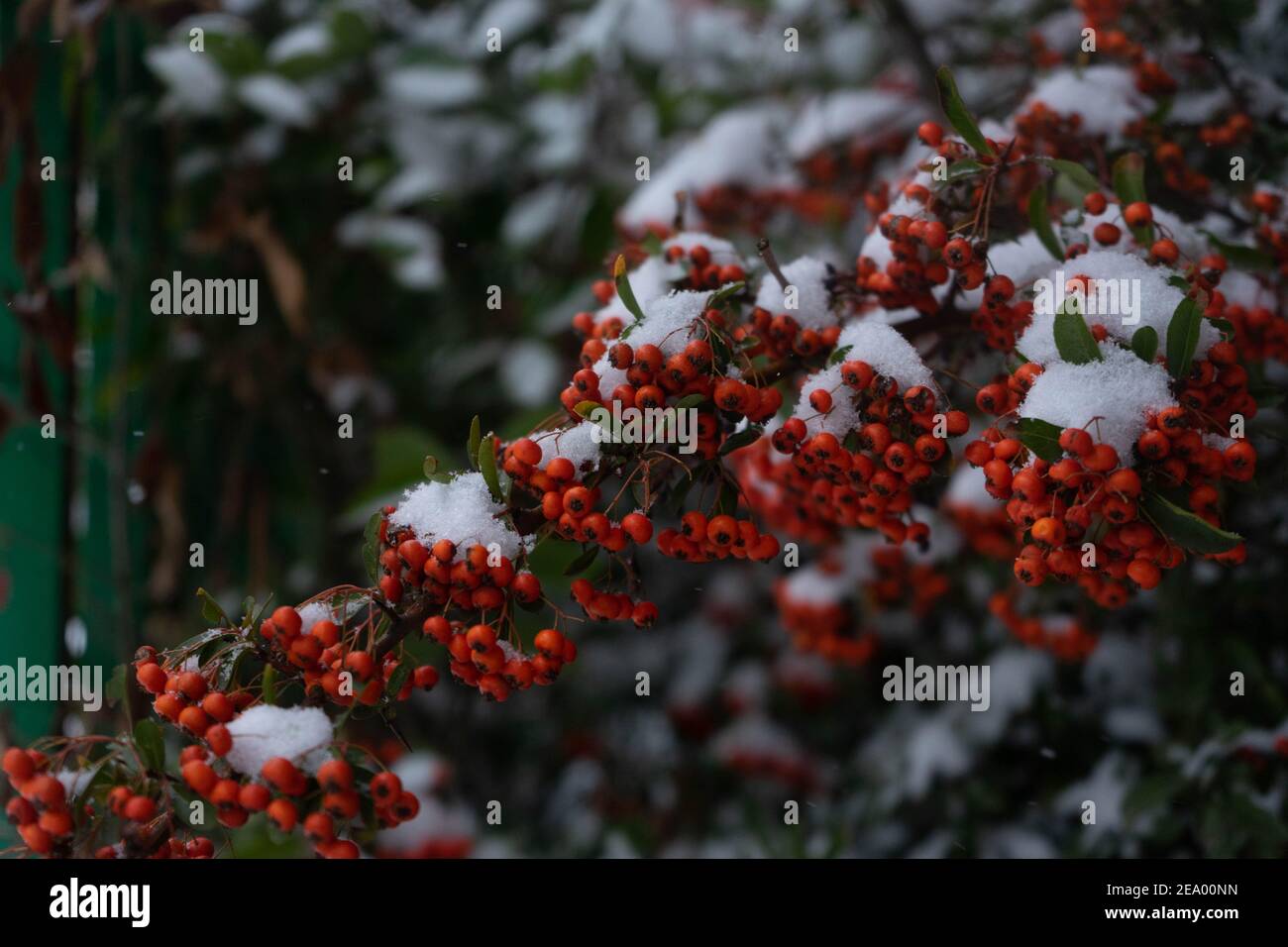 holly plant detail with snow and green leaves Stock Photo