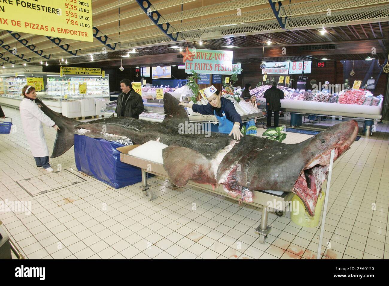 A 6 meters long and 700 kilos weight basking shark fished near Arcachon,  France on February 8, 2005 is actually exposed at the Leclerc supermarket  at Saint Eulalie, near Bordeaux, France.This non