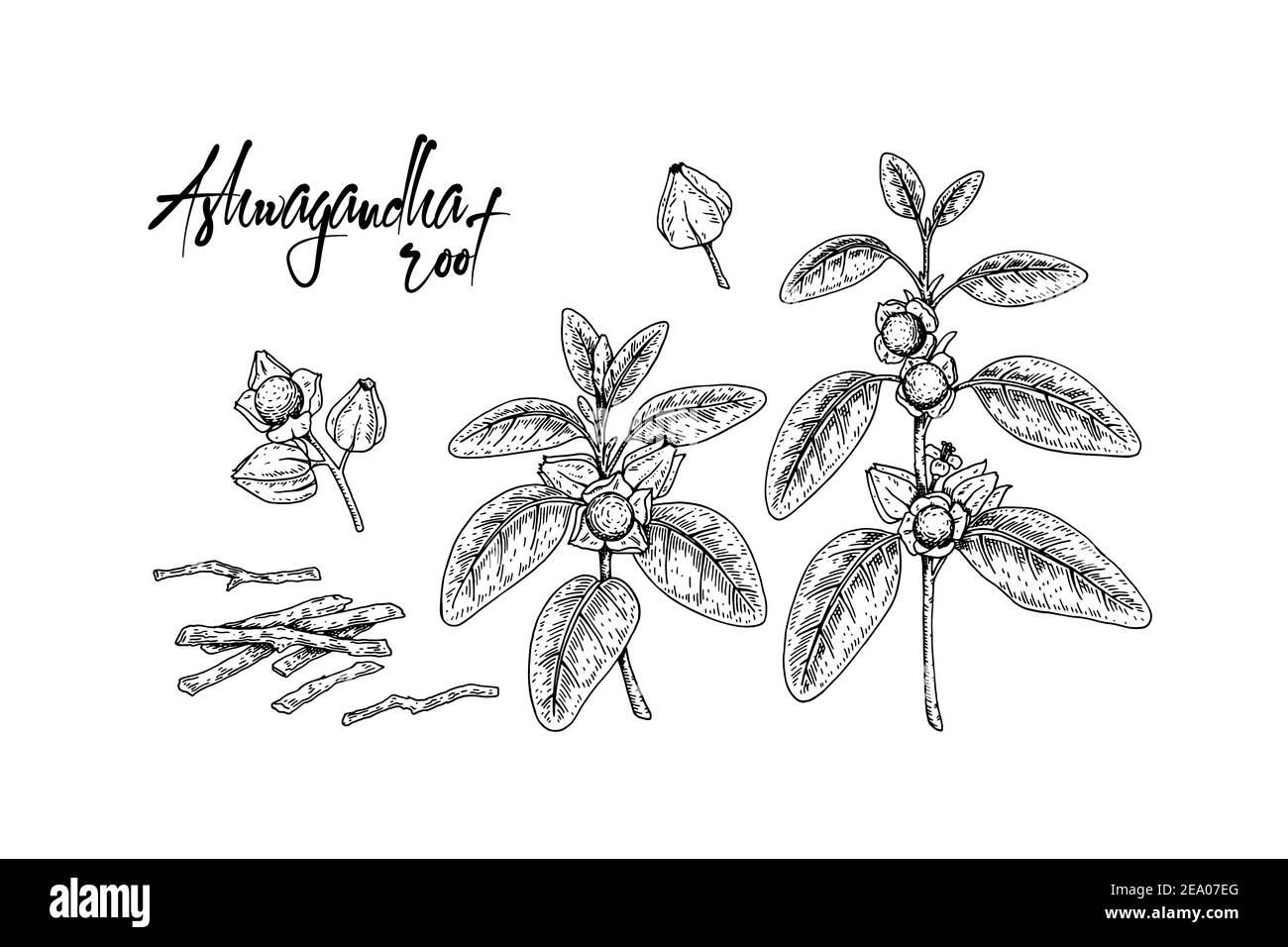 Set of hand drawn Ashwagandha branch with berries, root and leaves isolated on white background. Vector illustration in sketch style. Stock Vector