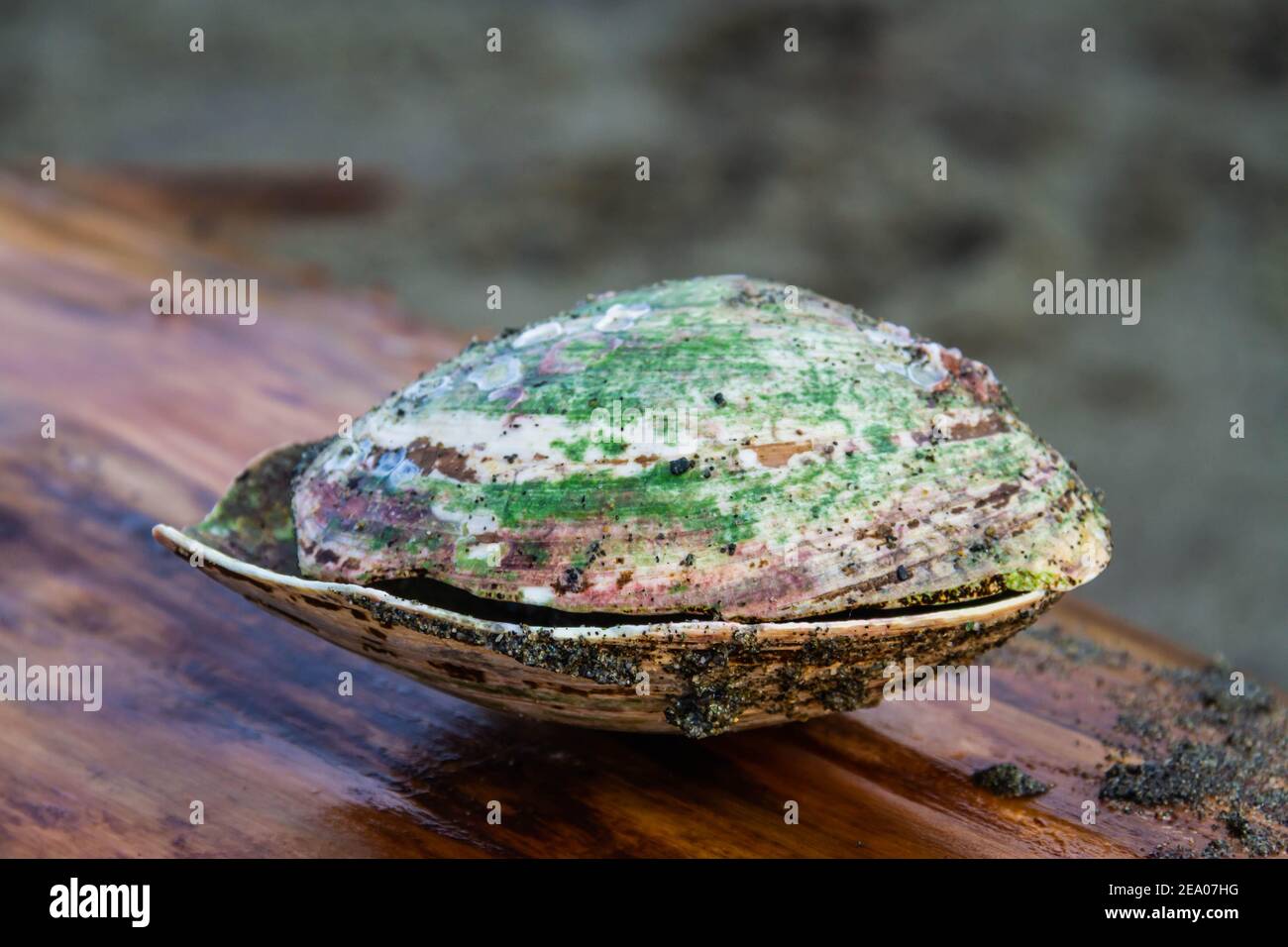 A clam shell covered in algae sitting on a piece of driftwood in the