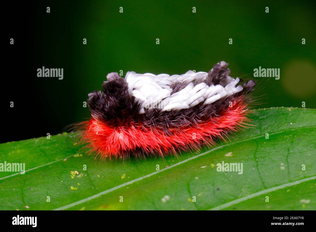 A venomous Shag-carpet caterpillar, Tarchon felderi, is crawling on a leaf. Stock Photo