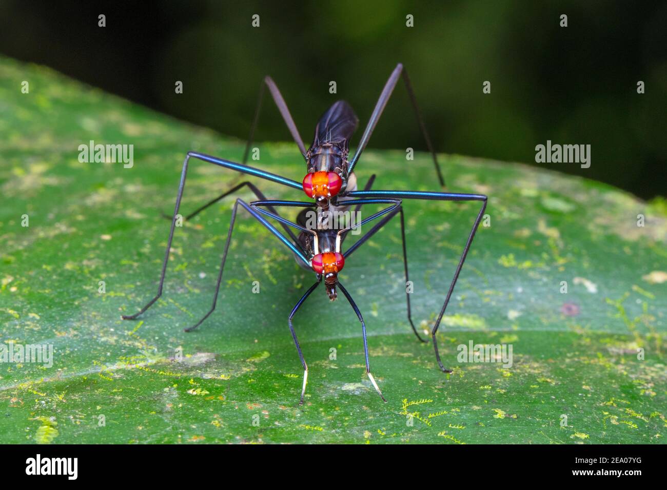 A pair of stilt flies, Micropezidae, mating on a leaf. Stock Photo