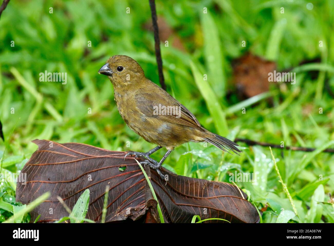 A Black Seed eater female, Sporophila corvina, foraging atop a dead leaf. Stock Photo