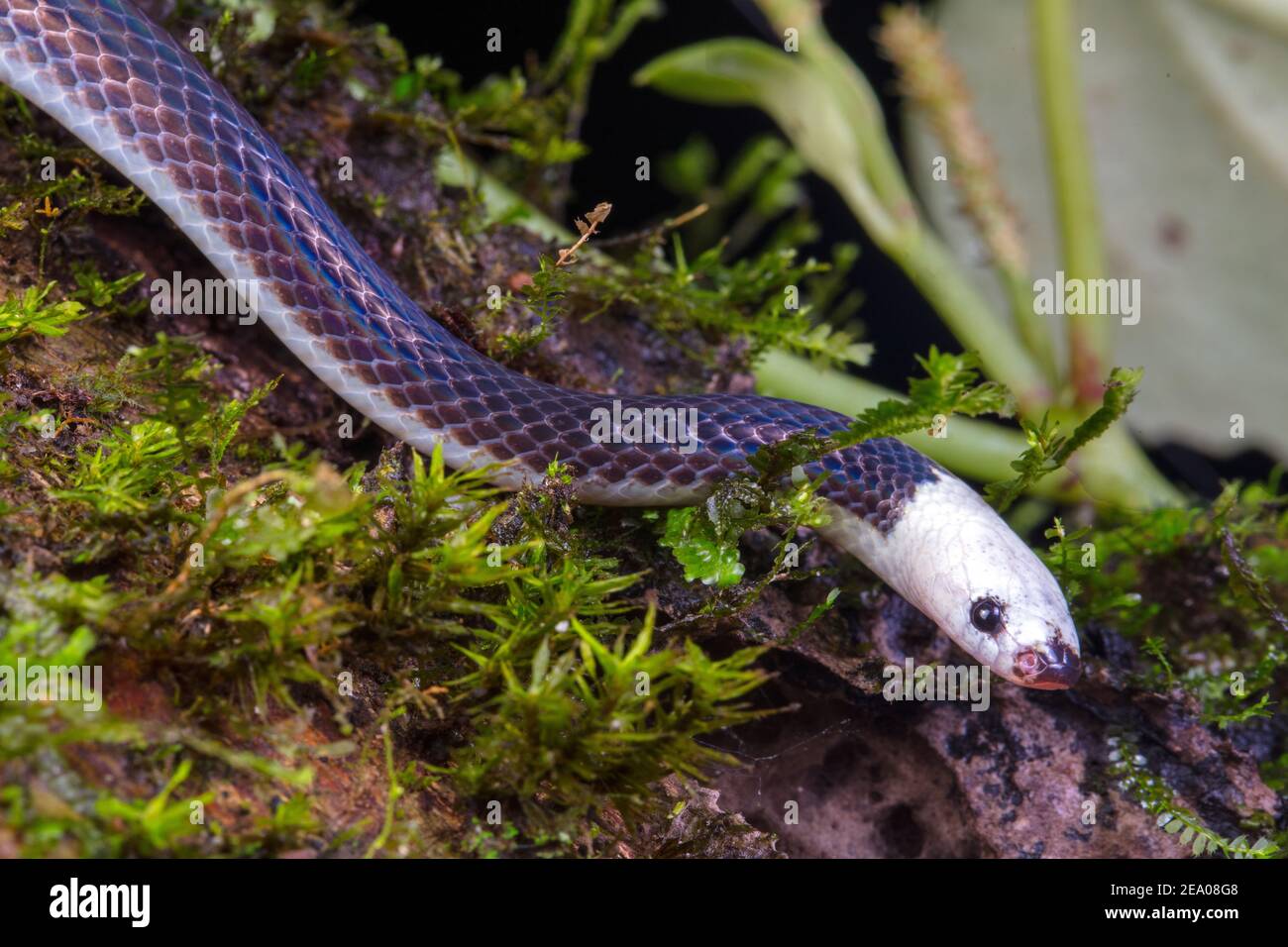 A white - headed snake, Enulius sclateri, foraging on a mossy tree trunk. Stock Photo