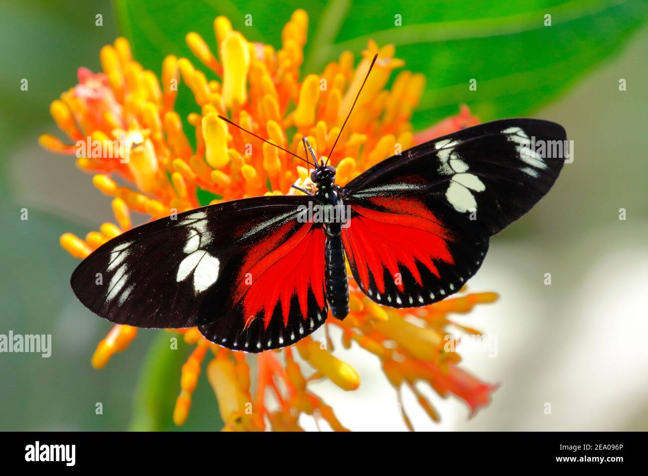 A Doris longwing butterfly, Laparus doris, taking nectar from a fire bush flower. Stock Photo