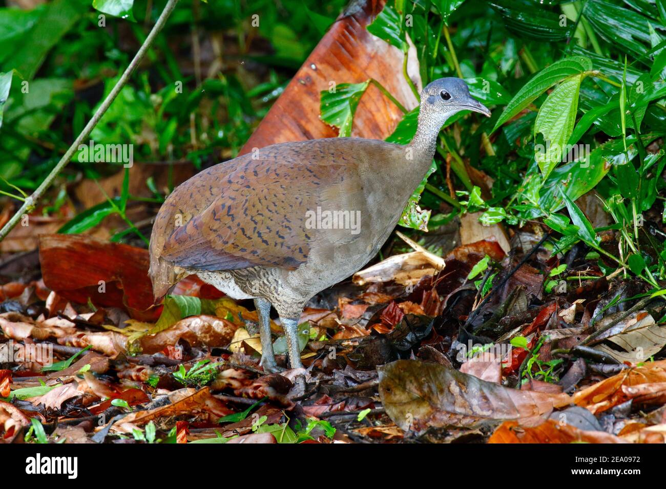 A great tinamou, Tinamus major, foraging for food in the forest litter Stock Photo