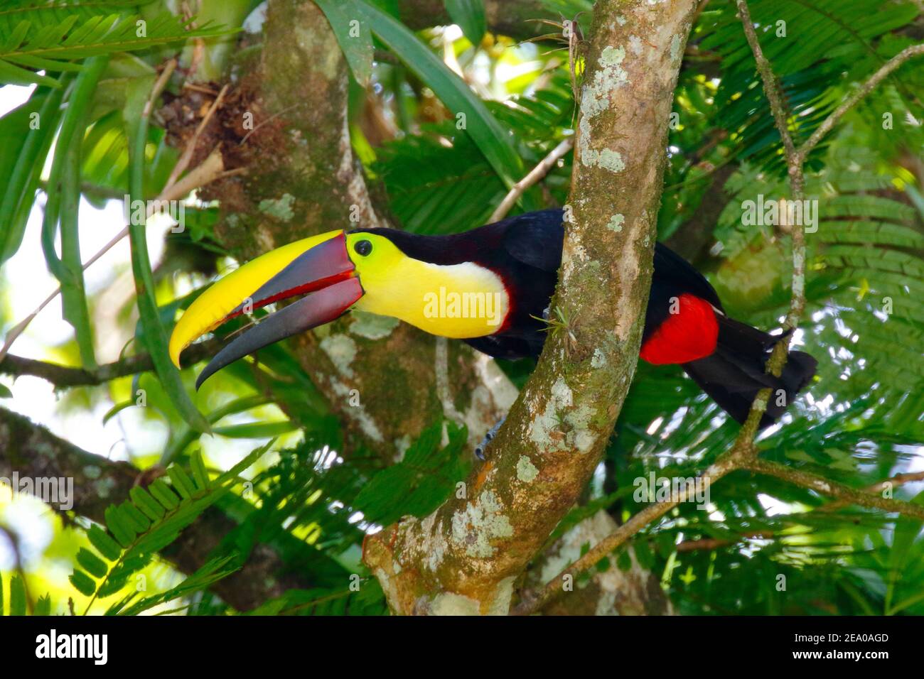 A Chestnut-mandible Toucan, Ramphastos swainsonii, foraging in the treetops. Stock Photo