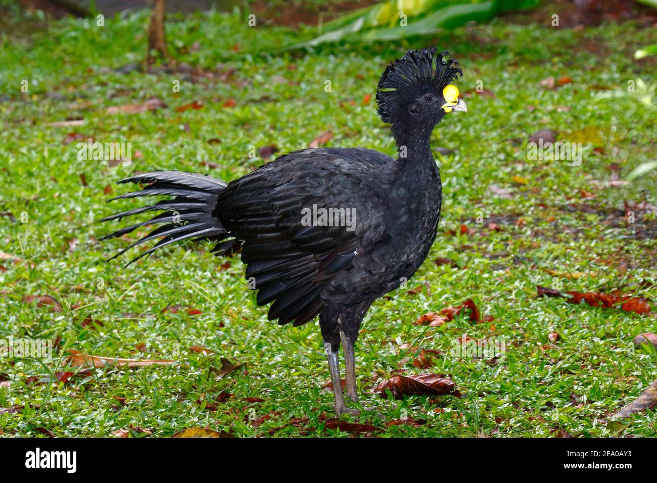 A male great curassow, Crax rubra, flares a crest while foraging on a turf. Stock Photo