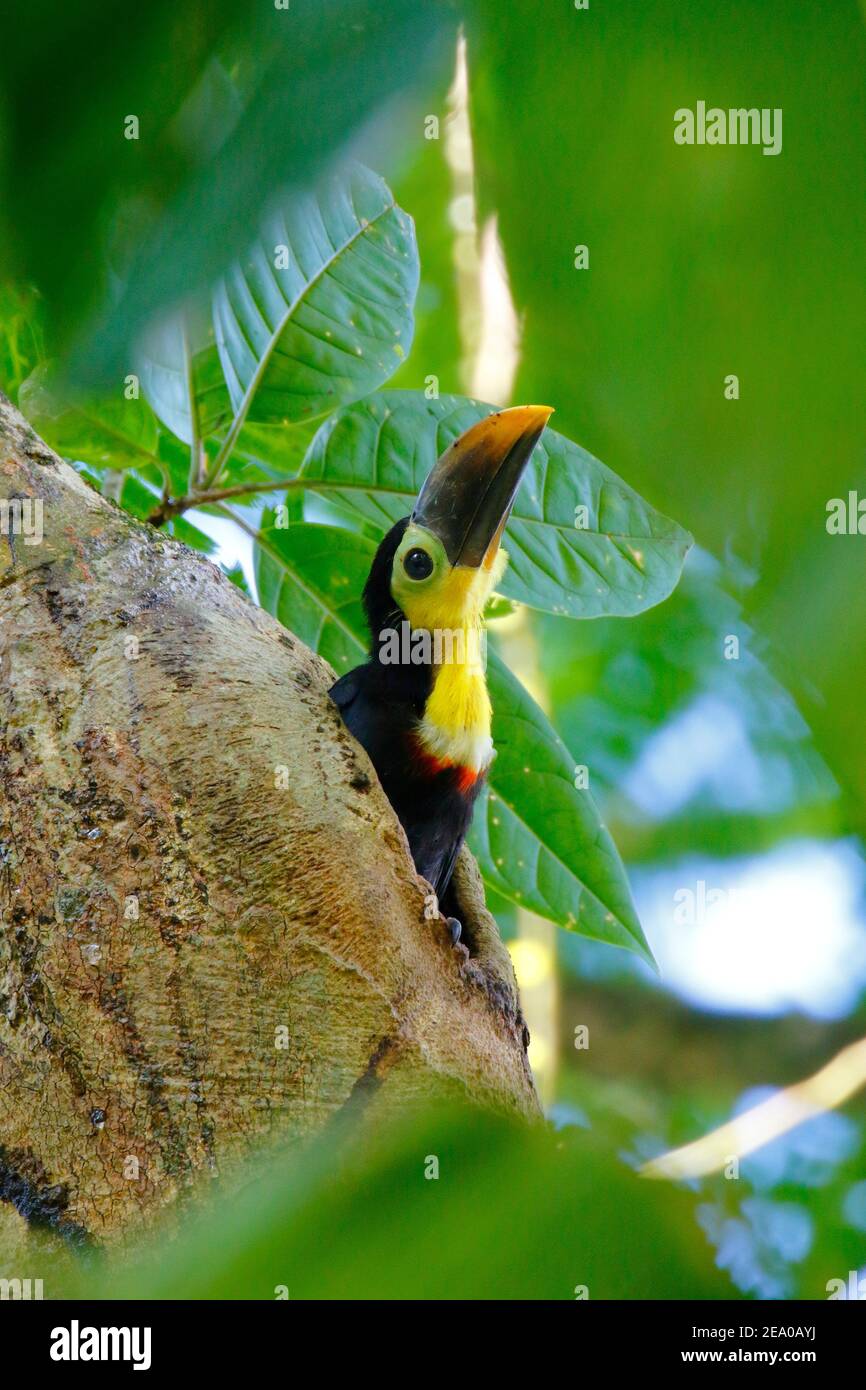 Chestnut-mandibled Toucan, Ramphastos swainsonii, babies nesting in a tree hole. Stock Photo