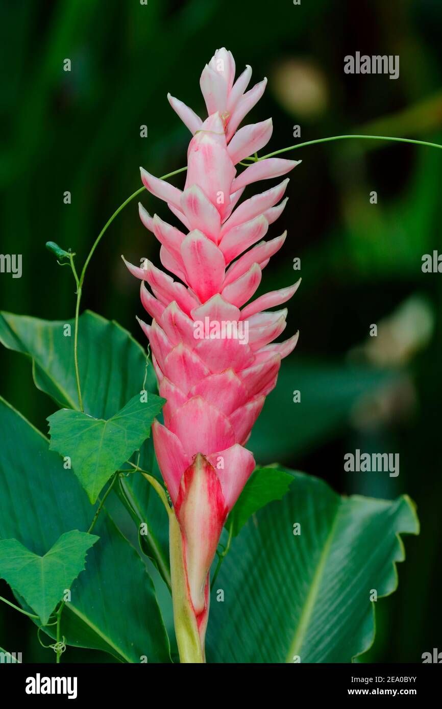 A flower of the ginger variety stands out against a green background. Stock Photo