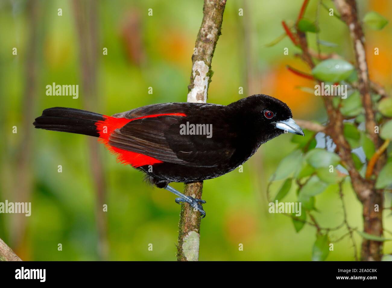 A male Passerini's tanager, Ramphocelus passerinii, perched on a branch, displaying colors. Stock Photo