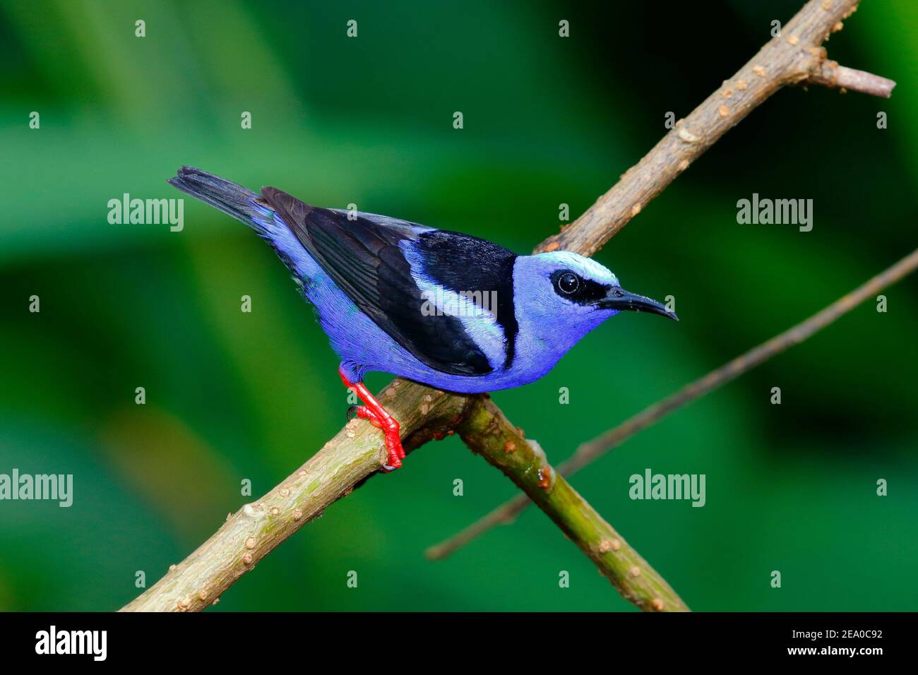 A male red-legged honey creeper, Cyanerpes cyaneus, foraging. Stock Photo