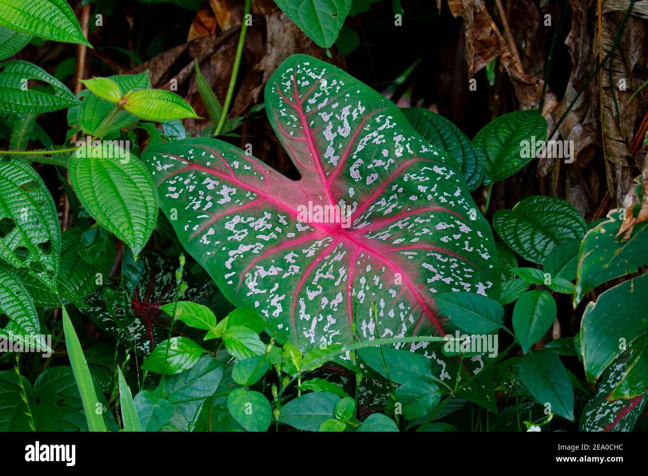 A caladium, family Araceae, growing in the forest under story. Stock Photo