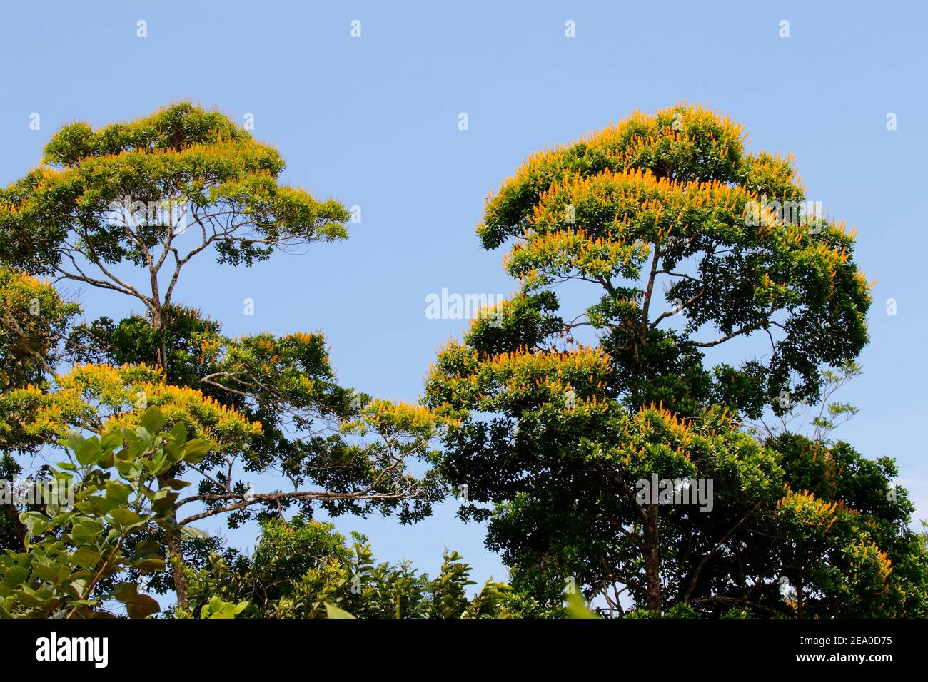 Yellow flowers festoon the treetops in May Stock Photo Alamy