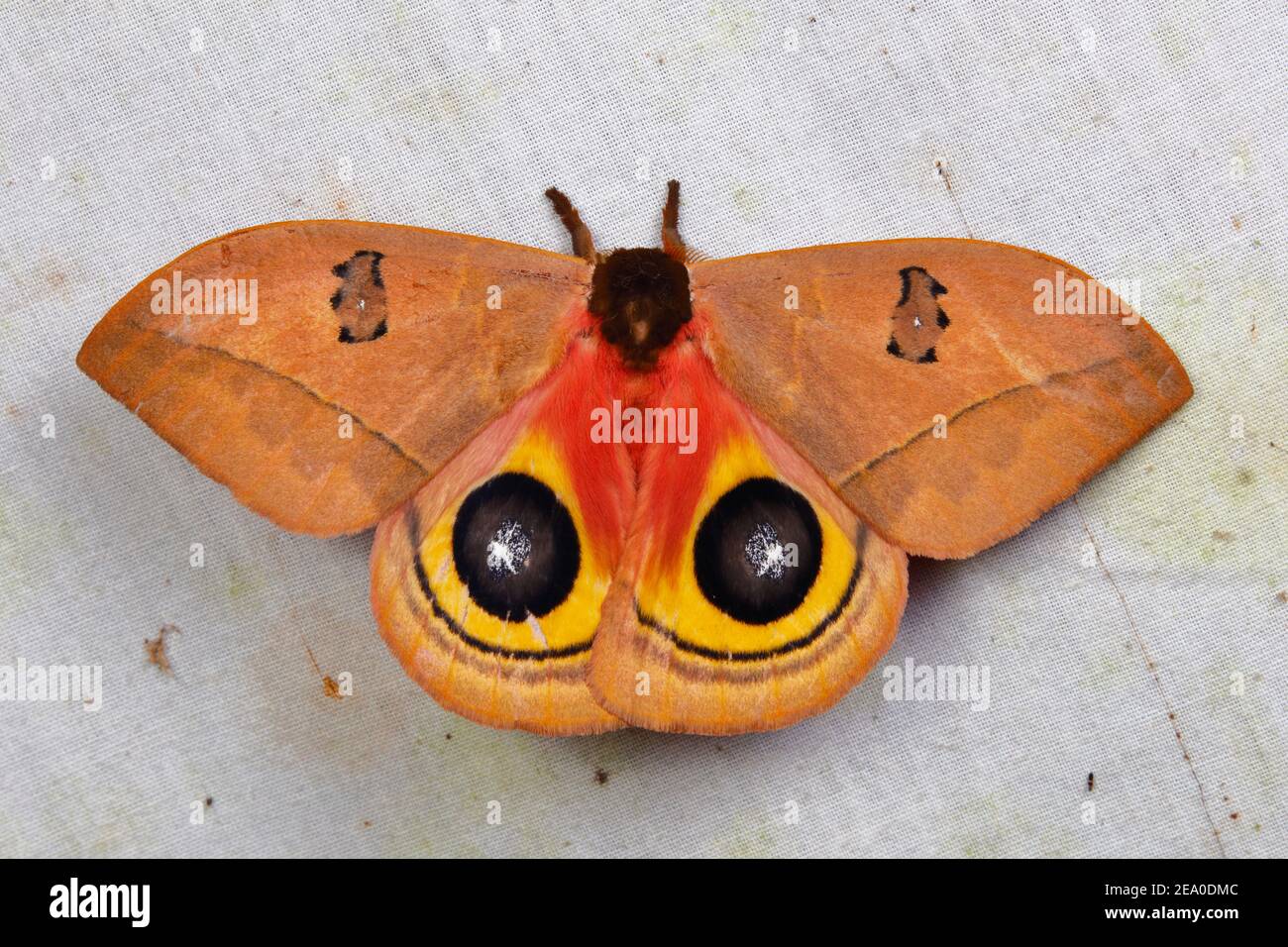 Saturnid moth hi-res stock photography and images - Alamy