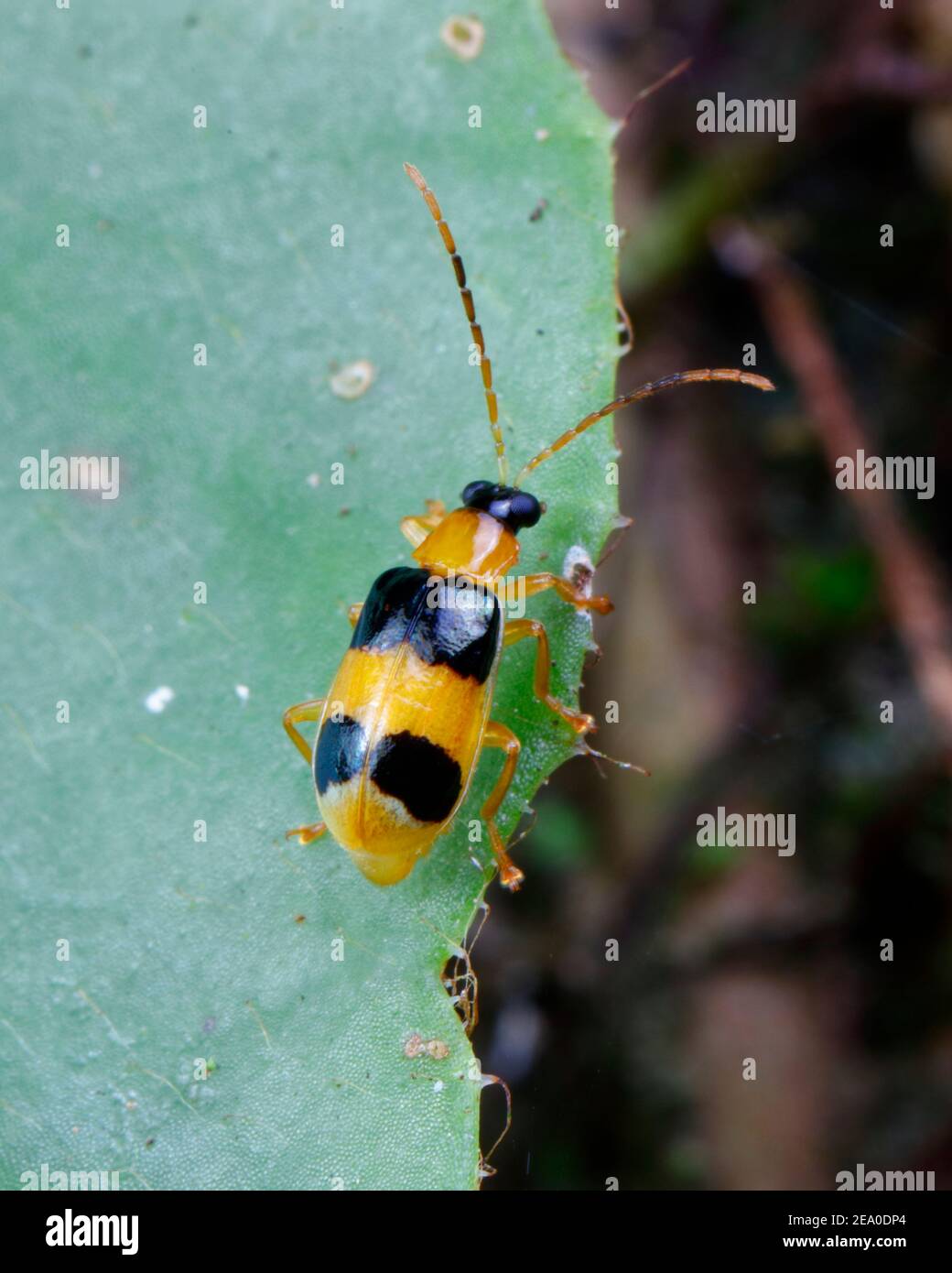 A Leaf beetle, Diabrotica sp,  crawling on a leaf. Stock Photo