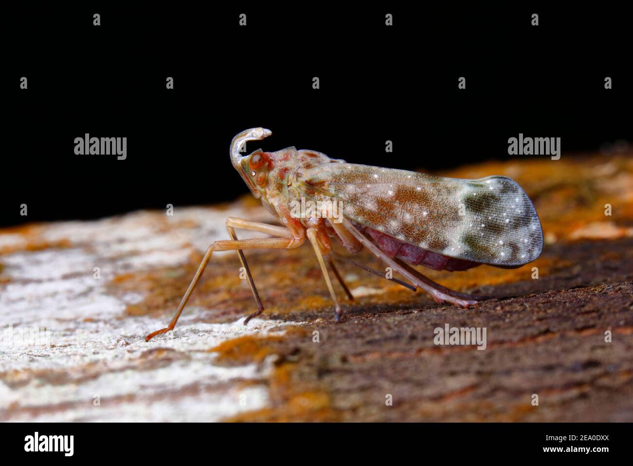 A Lantern Bug, Enchophora rosacea, on a tree trunk. Stock Photo