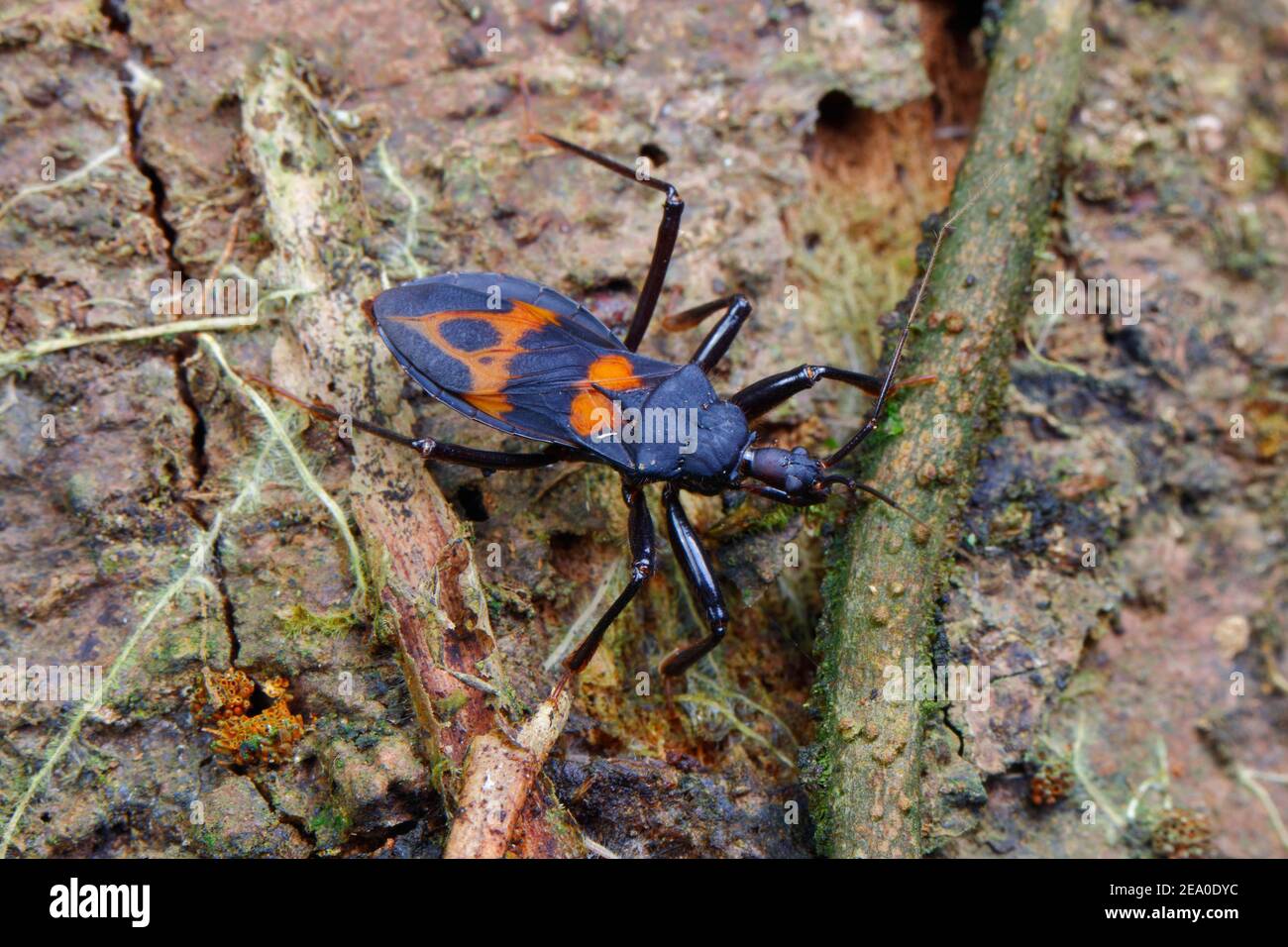 an Assassin Bug, Reduviidae, crawling on a tree trunk Stock Photo