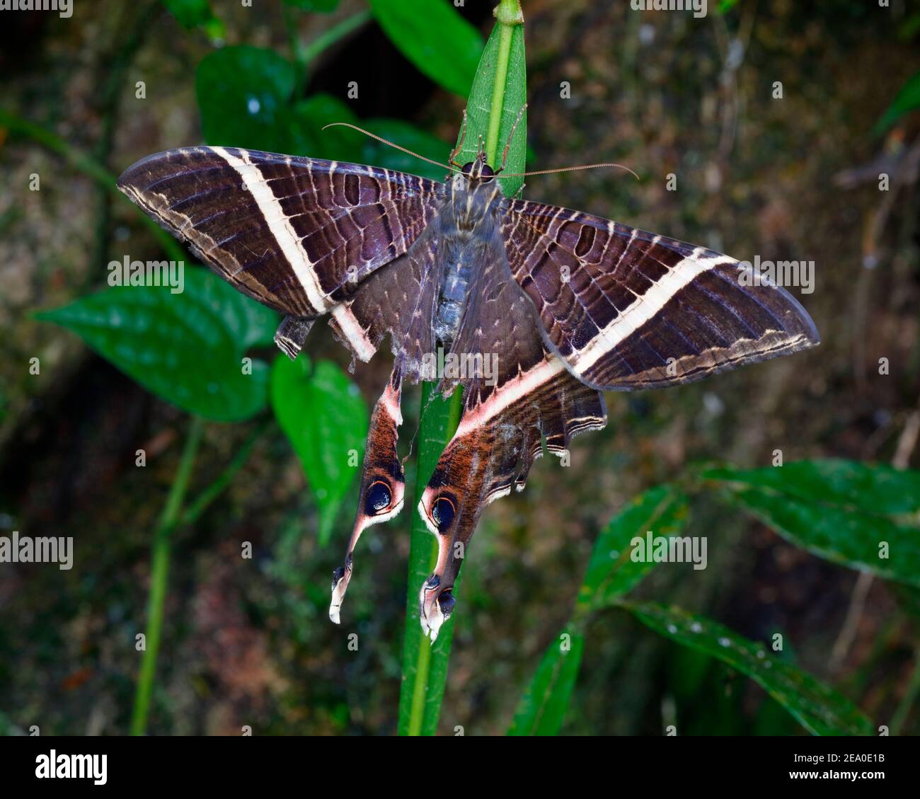 A large tailed moth, Sematuridae, clinging to a plant in the rain forest under story. Stock Photo