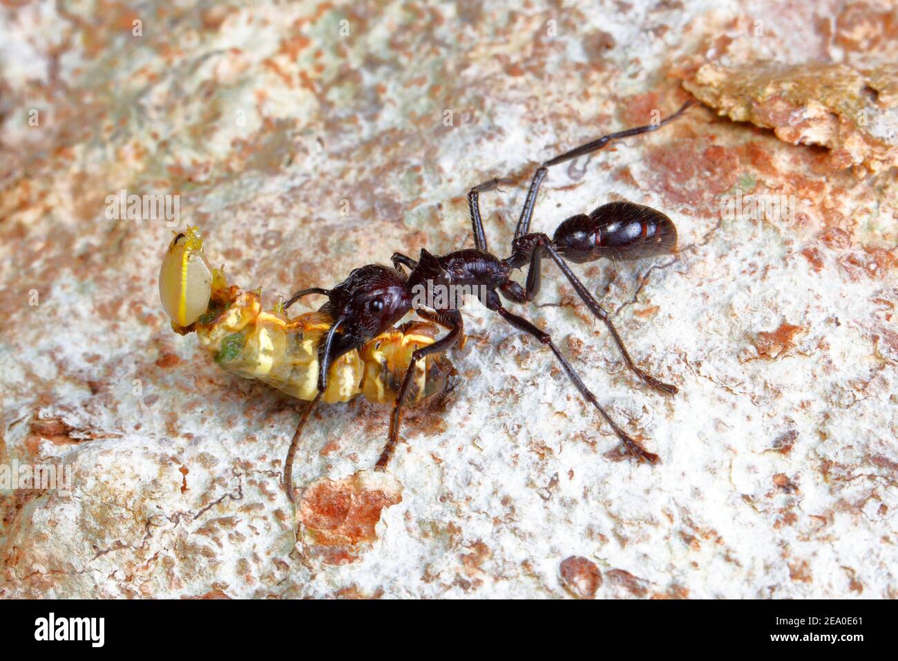 A bullet ant, Paraponera clavata, is carrying a caterpillar prey on a tree trunk. Stock Photo