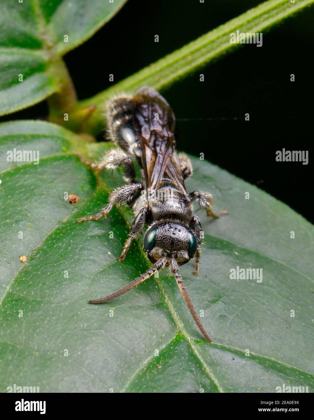 A crabronid wasp, Hymenoptera,  with green eyes crawling on a leaf. Stock Photo