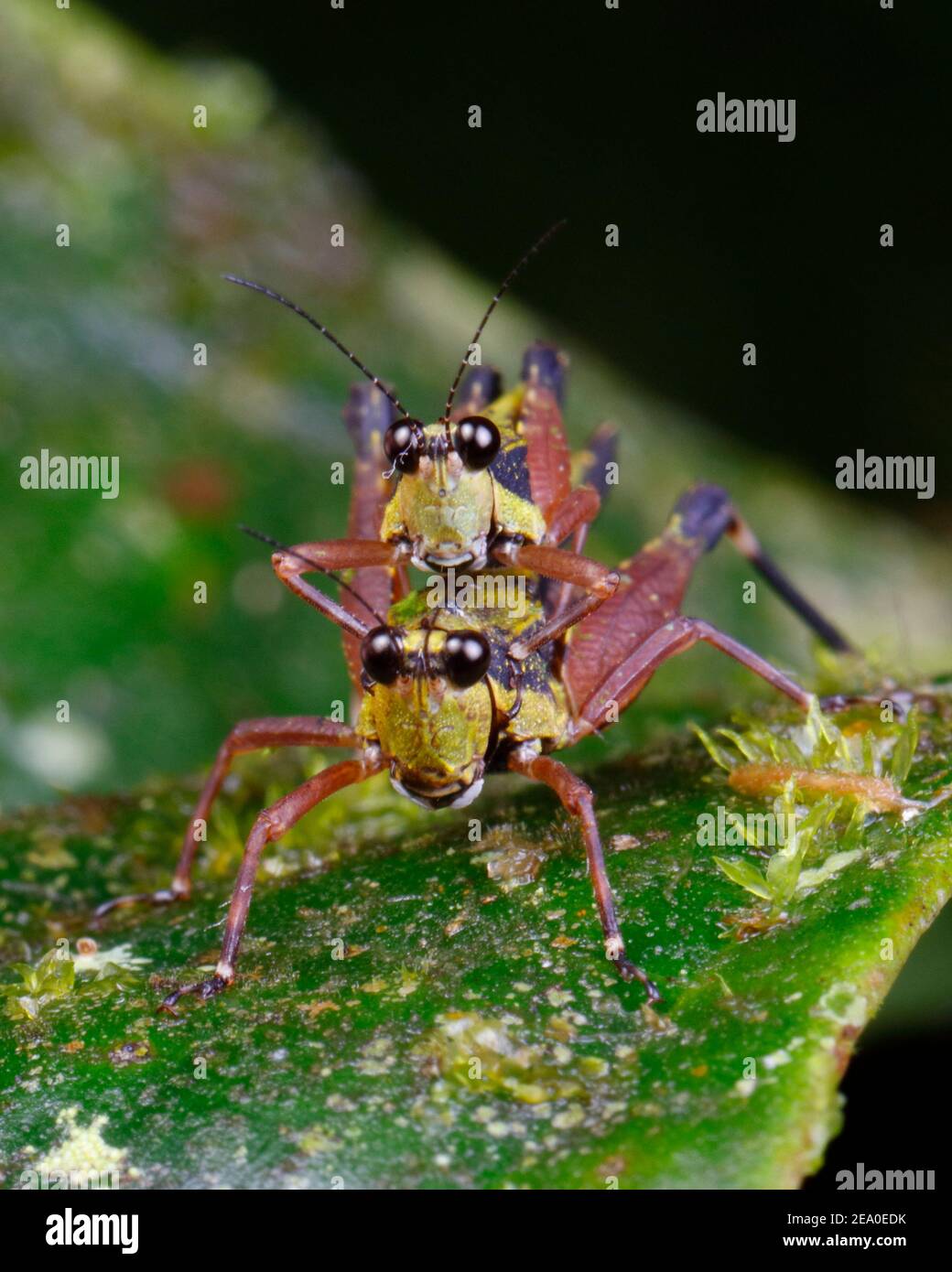 Costa Rica Grasshoppers Hi-res Stock Photography And Images - Alamy