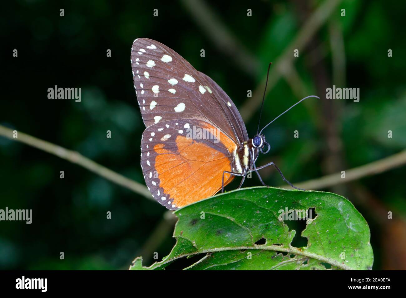 A Cream-spotted Tigerwing, Tithorea tarricina pinthias, lighted on a leaf. Stock Photo