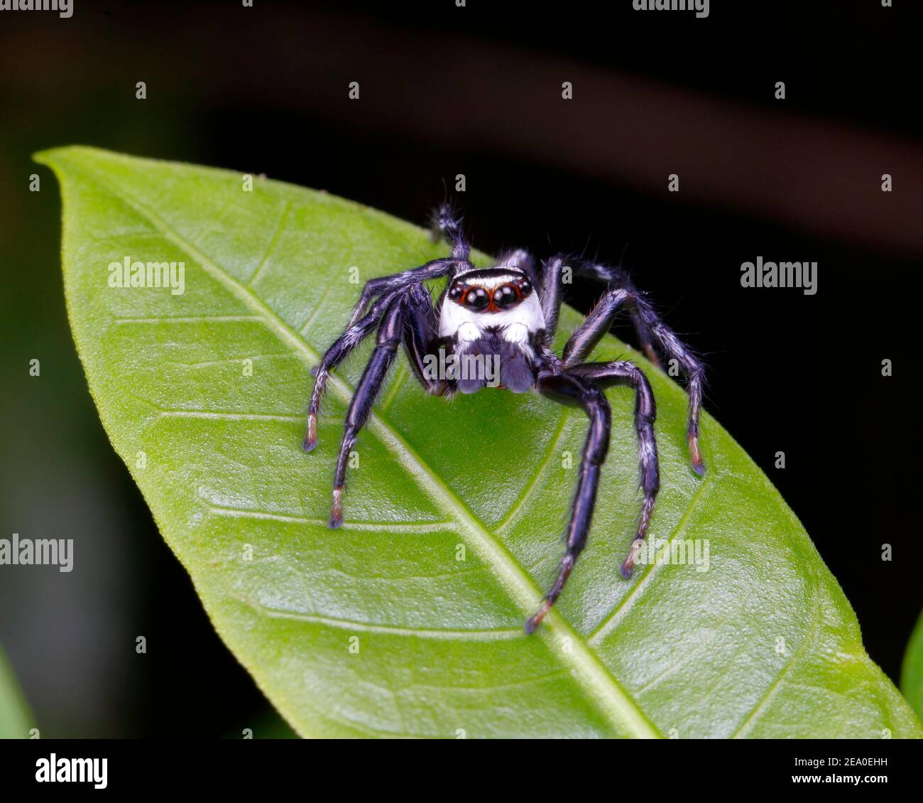 A jumping spider, Phiale formosa, is foraging on a leaf. Stock Photo