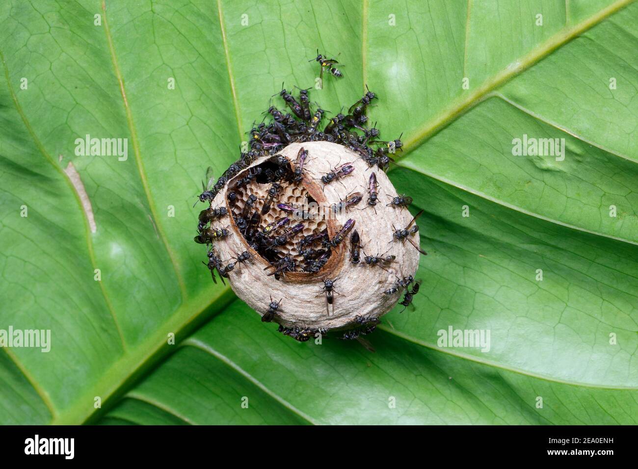 Black wasps, Polybia occidentalis, are building a nest. Stock Photo