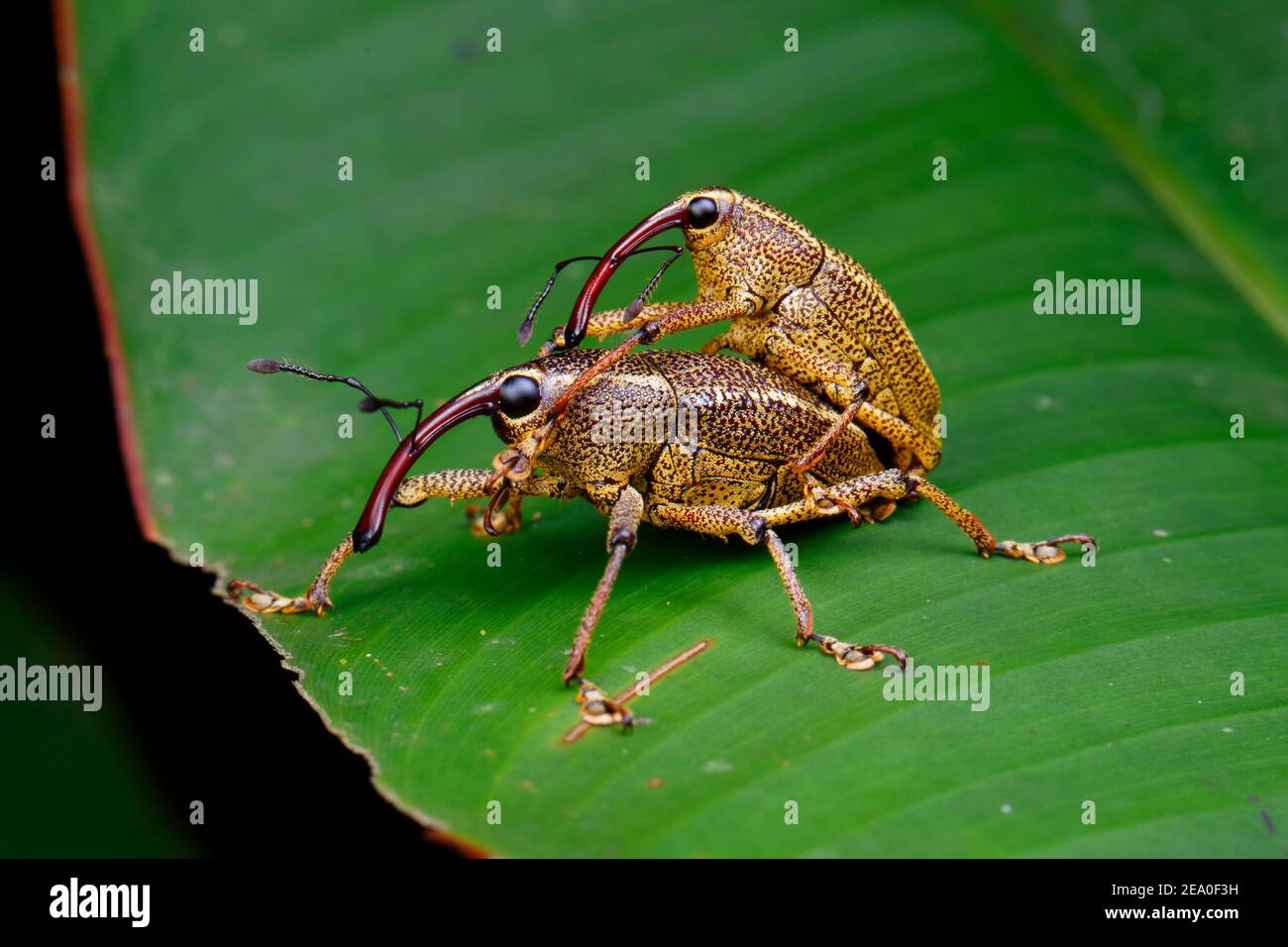 A pair of large inch long weevils, Cholus sp, are courting on  a leaf. Stock Photo