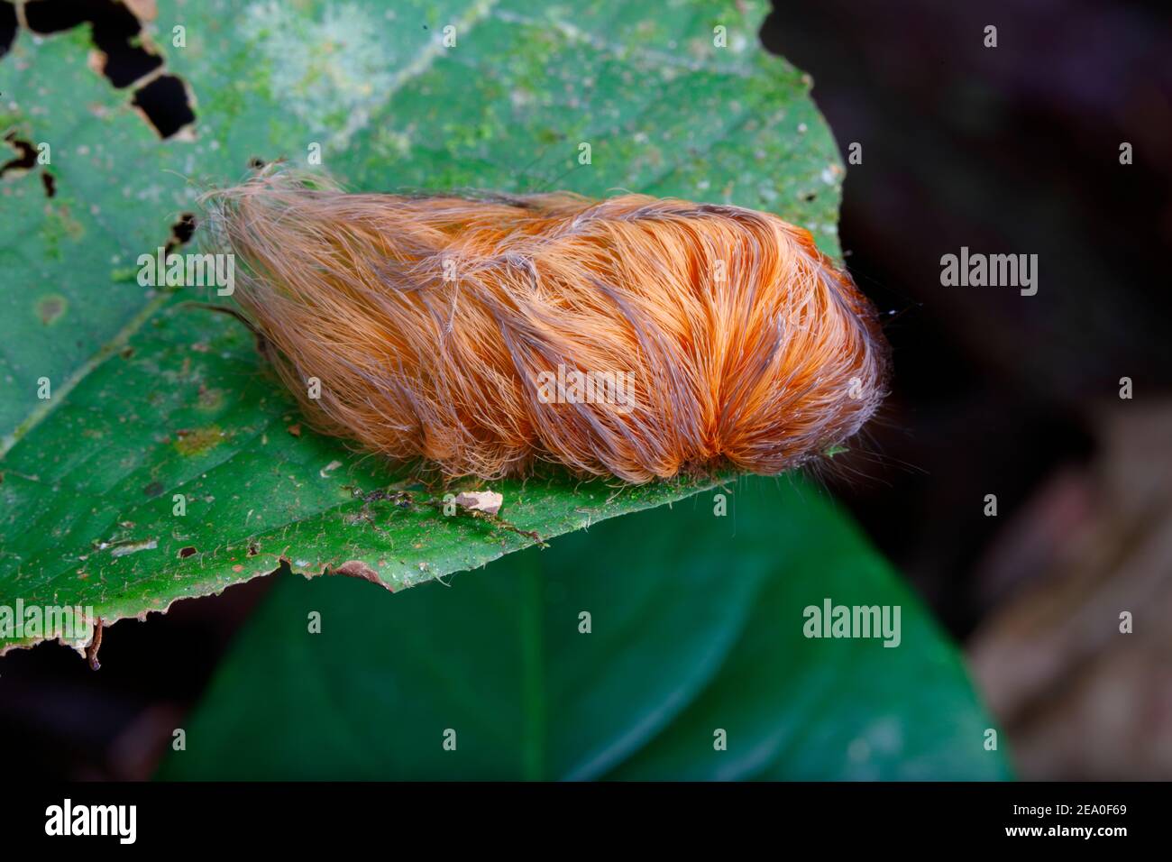 Flannel moth caterpillar hi res stock photography and images Alamy