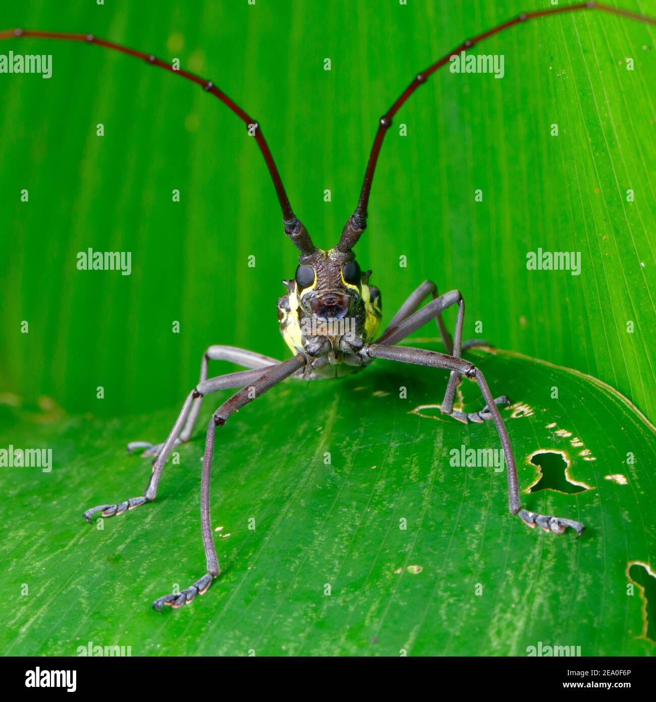A male longhorn beetle, Taeniotes scalatus, displaying its long antenae. Stock Photo