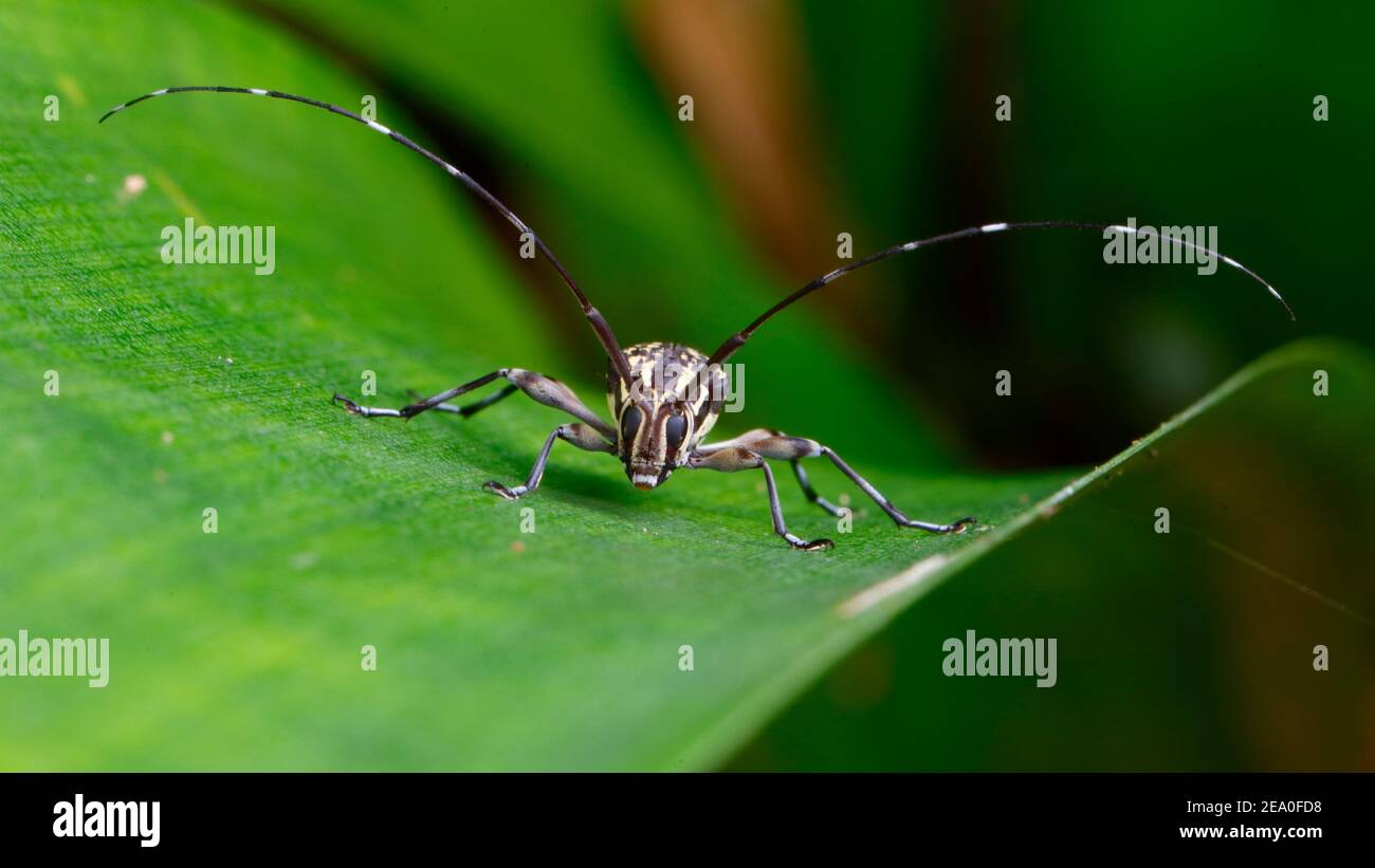 A longhorn beetle, Cerambycidae, is facing the camera on a leaf. Stock Photo