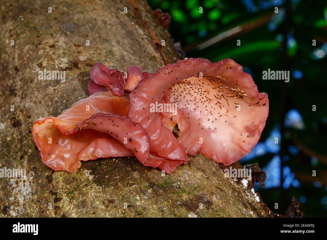 An unusual fungi with fruit flies on a tree trunk. Stock Photo