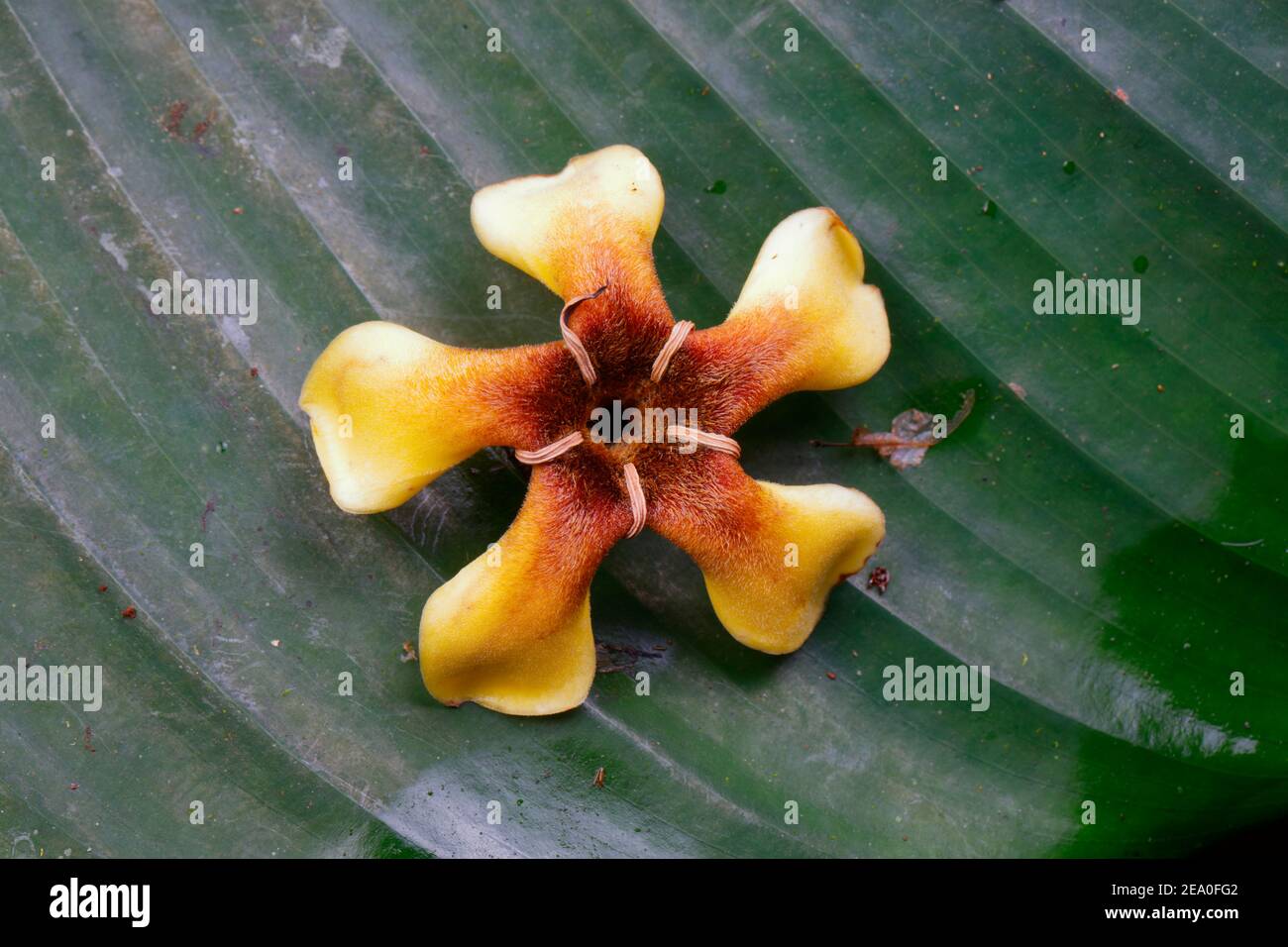 A fallen flower on a leaf. Stock Photo